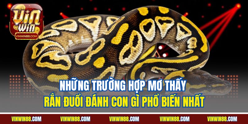 nhung truong hop mo thay ran duoi danh con gi pho bien nhat